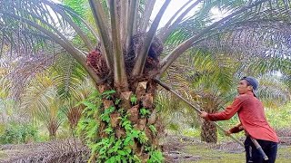 PANEN SAWIT SUDAH DI PRUNING