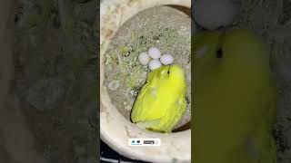 budgies breeding 🐦🥚#shorts #budgies #bird #nafeespigeon