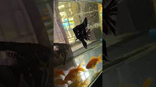 simple home aquarium #goldfish #aquarium #malayalamshort #tamilshorts #hindishorts #indianshorts #ai