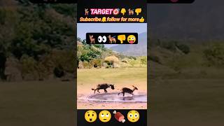 Hyena🐕‍🦺vs Impala | hyena attack the Impala | hyena vs deer | @Wildshikaari007 | #shorts