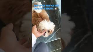 What do you mean 🐶🐾 #youtubeshorts #viralvideo #trendingshorts #shortvideo #youtube #viral