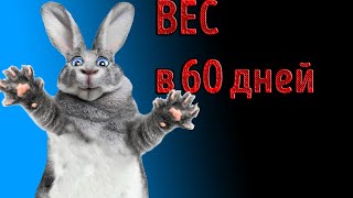 Бугаюшечка. Сколько весит кролик в 60 дней