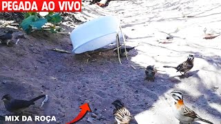 PEGADA AO VIVO NA ARAPUCA IMPROVISADA