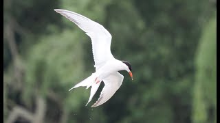 240 fps Pfeilschnelle Flussseeschwalben auf Fischjagd   #Slowmotion  #Vogelbeobachtung _ Common Tern