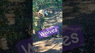 #wolf #wolf #pleasesubscribe #shorts #cute #wildlife #wildanimals