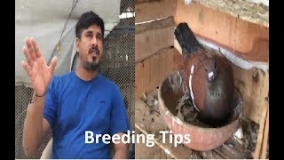 Rehan Ustad ka Breeding Setup Aur kuch breeding Tips..