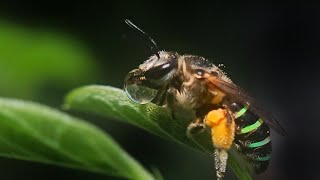 Pearly Banded Bee/ Striped Nomia (Nomia strigata) #bee #flowers