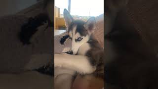 husky siberiano filhote.