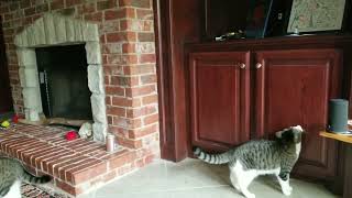 Cool Kittycat Opens Cabinet - Hide Those Treats!