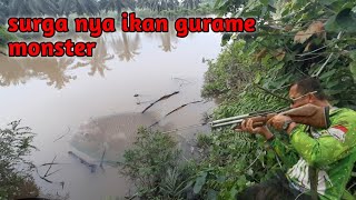 paser mania | nembak ikan gurame monster tepat di sarang nya