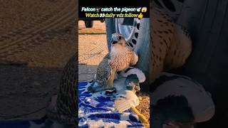 Falcon🦅catch the pigeon😳 | pigeon vs falcon | eagle vs pigeon | @Wildshikaari007 | #shorts