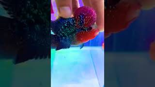 SHORT BODY FLOWERHORN #shorts