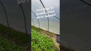 This Greenhouse Is LOADED Right Now! #organic #organicfarming #homestead #horticulture  #farm #salad