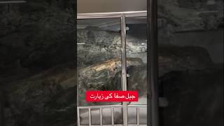 Safa Pahad || Jabal E Safa || Nawaz Tours Hukkeri || #shortvideo