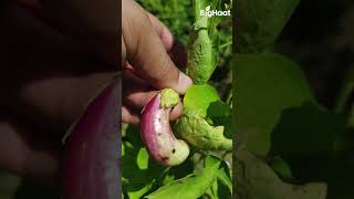 Brinjal Fruit & Shoot Borer Lure | Shorts