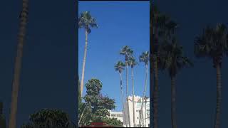 Palm trees in a town. Nature. #shorts,  #beautifulnature , #palmtrees