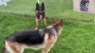 Young German shepherds playing