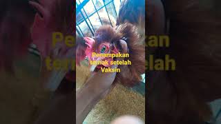 Seputar Ternak Part 3 (Vaksin) #farm #fyp #chicken #indonesia