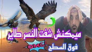 ميمكنش أول مرة نشوف النسر بهاد الحجم فوق السطح الهبة أخوتي 🤯🤯🤯🤯🤯