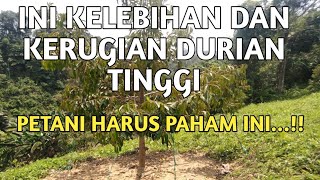 Durian tinggi berbuah banyak❗❗ ini untung dan ruginya petani wajib paham