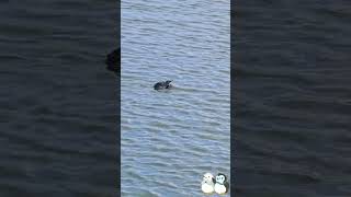 Failed fishing but blue penguin spotted in Dunedin, NZ #newzealand #penguin  #animals #swimming