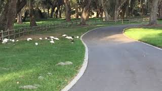 Bird Party on the Hogeye Trail, The Villages, Florida