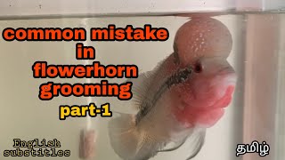 Common mistake in flowerhorn grooming - Part 1 | Aquapets & farm