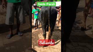 Gede Parah #sapi #trending #sapisuper #shorts #pemburusapiimpian