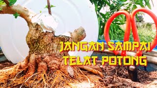 membuat percabangan pada bonsai sancang