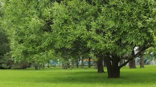 Trees in a city park summer Greens grass