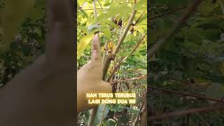 TIPS BIAR PANEN TIAP HARI #berkebun#kebun#tipsberkebun#daunsingkong#bahagia#bersyukur#semangat#panen