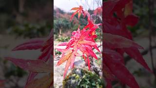 The combination of the two colors【2色の組み合わせ】#mapleleaves #nature #もみじ#shorts