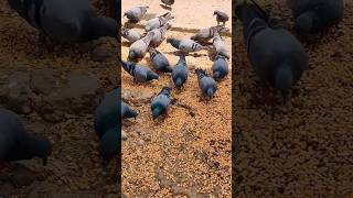 गर्मियों में पक्षियों के लिए दाना पानी रखें #youtubeshorts #pigeon