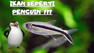 IKAN SEPERTI PENGUIN!!! Ikan Penguin Tetra