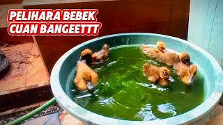 hanya 6 ekor bibit bebek akan dapat hasil maksimal