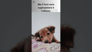 Il Super Potere dei Cani Udito e Olfatto da Supereroi! #shorts #curiosità #dog #viralvideo