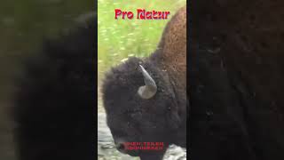 Pro Natur Bison