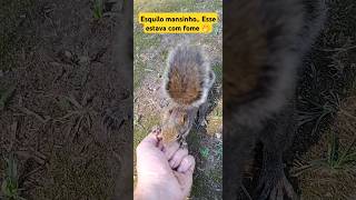 Esquilo vindo comer uma noz na mão! #serelepe #squirrel