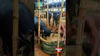 গাবতলী হাট #viral #purbashaagro #cattlefarm #shorts