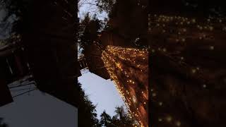 Magical forest in north Vancouver #shorts #youtubeshorts #foryou #vancouver #canada