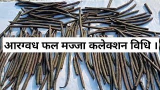 आरग्वध फल मज्जा कलेक्शन विधि।#आयुर्वेदिक #ayurvedicmedicine #Cassia_fistula