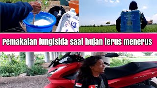 Hujan lebat yang keseringan&berdurasi panjang,kesehatan bawang merah mulai terancam,ini solusinya...