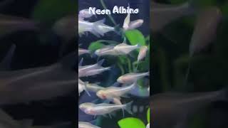 5 neon tetra yang jadi idola #neontetra#ikanhias#ikanneontetra#aquarium#ikanhiasairtawar