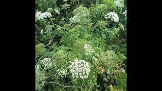 Water Hemlock