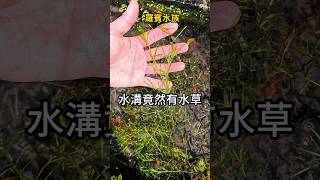 水溝竟然有水草 最適合新手的水草 #陽明柳