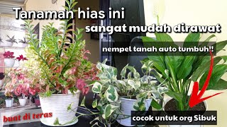 Rekomendasi Tanaman Hias yang Sangat Mudah Tumbuh || cocok untuk orang sibuk