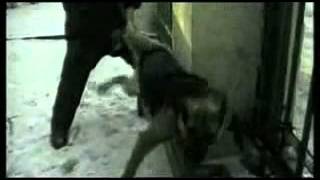 Stand by animals in China - Esoofi Kader videos 57