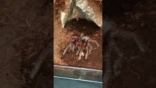 🕷️ Theraphosa apophysis 💀 Feeding #tarantula #vogelspinnen #tarantulacollection #tarantulafeeding