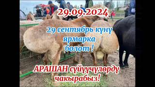 Талас шаарында 29. 09. 2024 Арашан асыл тукум ярмаркасы өтөт баардык Арашан сүйүүчүлөрдү чакырабыз.