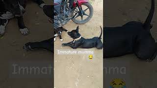 chintu and mumma#pitbullloverz #trending #youtubeshorts #puppy #shorts #motherslove